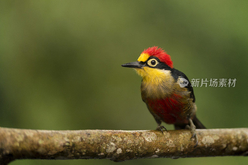 黄额啄木鸟(Melanerpes flavifrons)